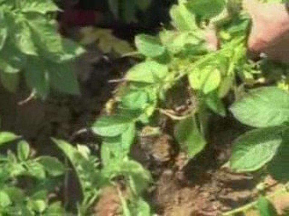 Marc-Antoine, producteur à Noyelles-sur-Mer (Picardie).