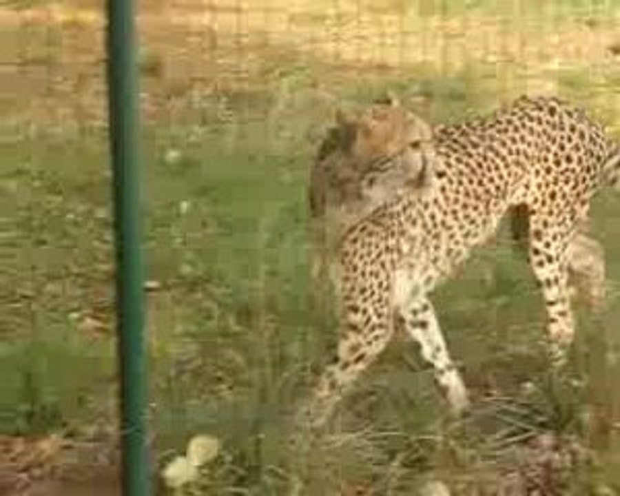 Guépard du parc animalier