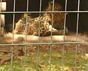 Les léopards du parc animalier (3)