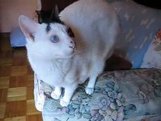 Tchús el peludo más guapo