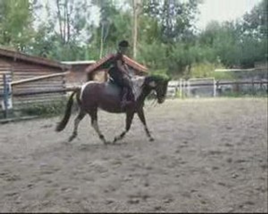Trot Little Fly