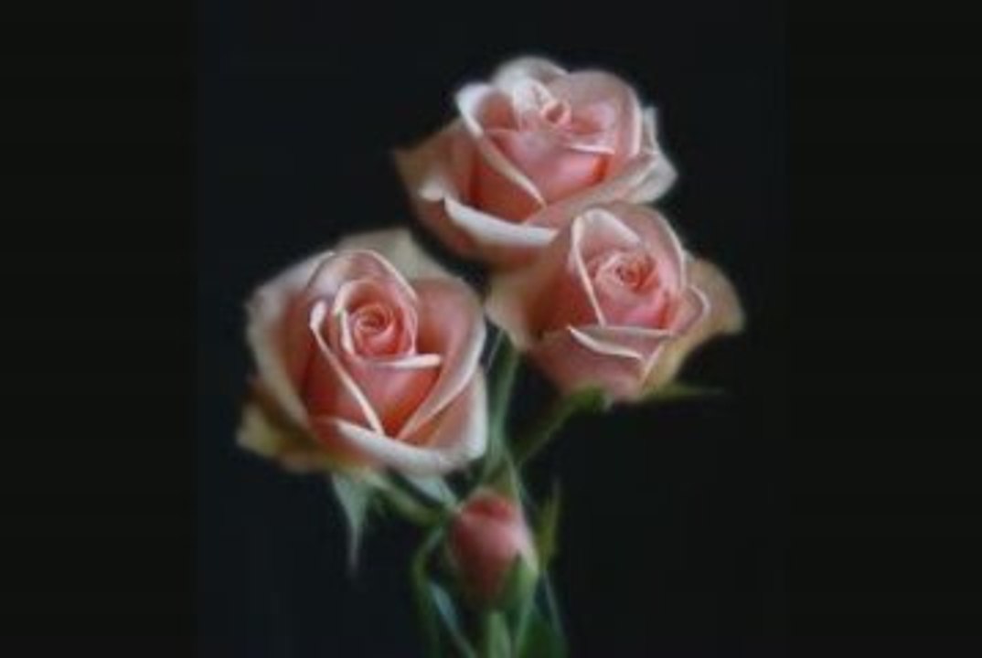 IL VERBO AMARE (RITA CÉLIA DINI)