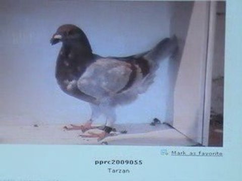 Pigeon Pal's Daily Racing Club 55 Top 20 Racers