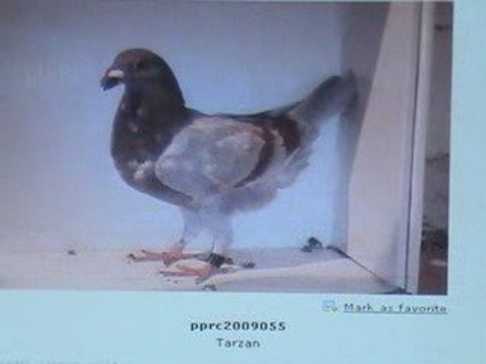 Pigeon Pal's Daily Racing Club 55 Top 20 Racers