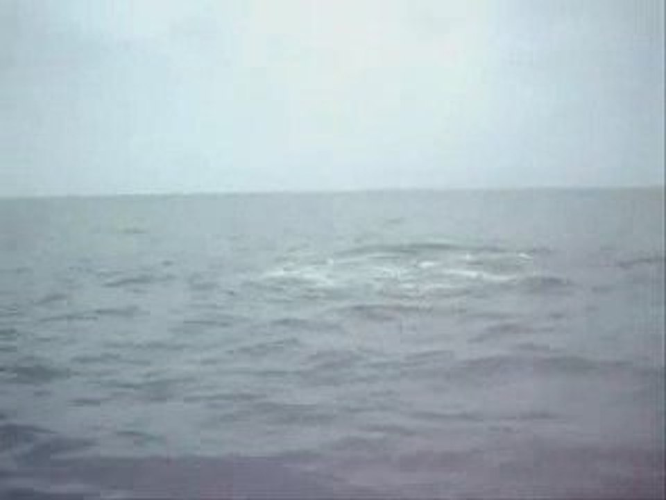 Mexique-dauphins