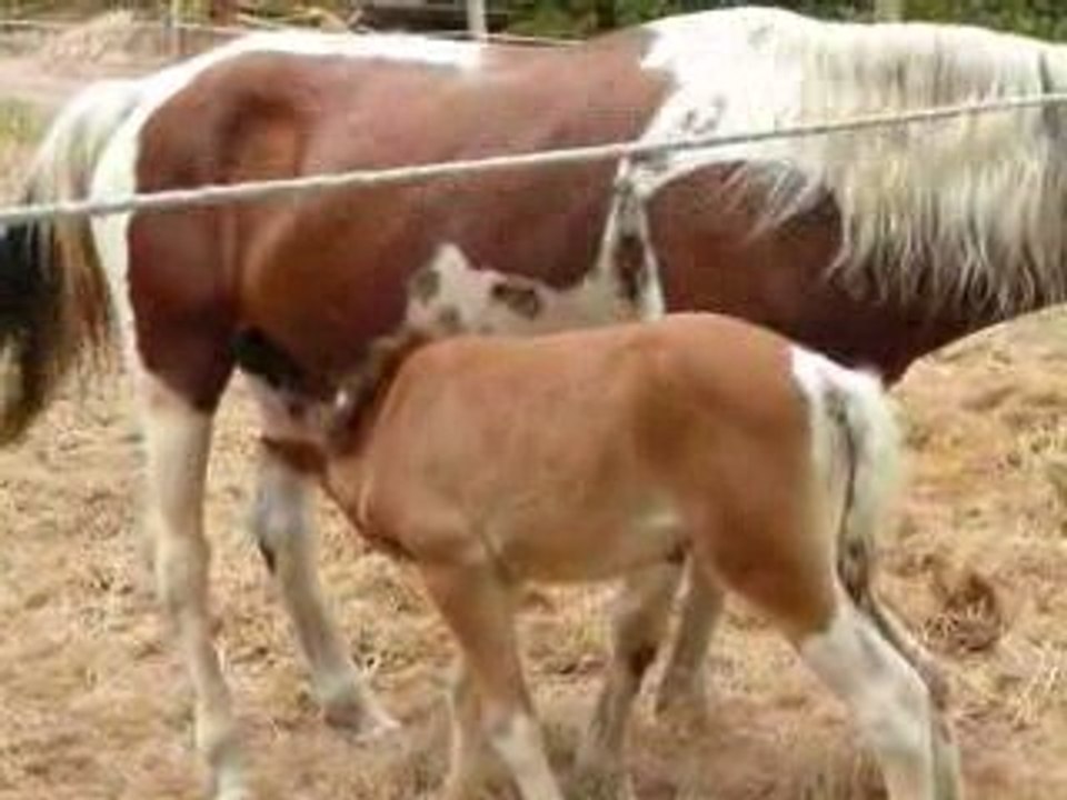 Les poneys