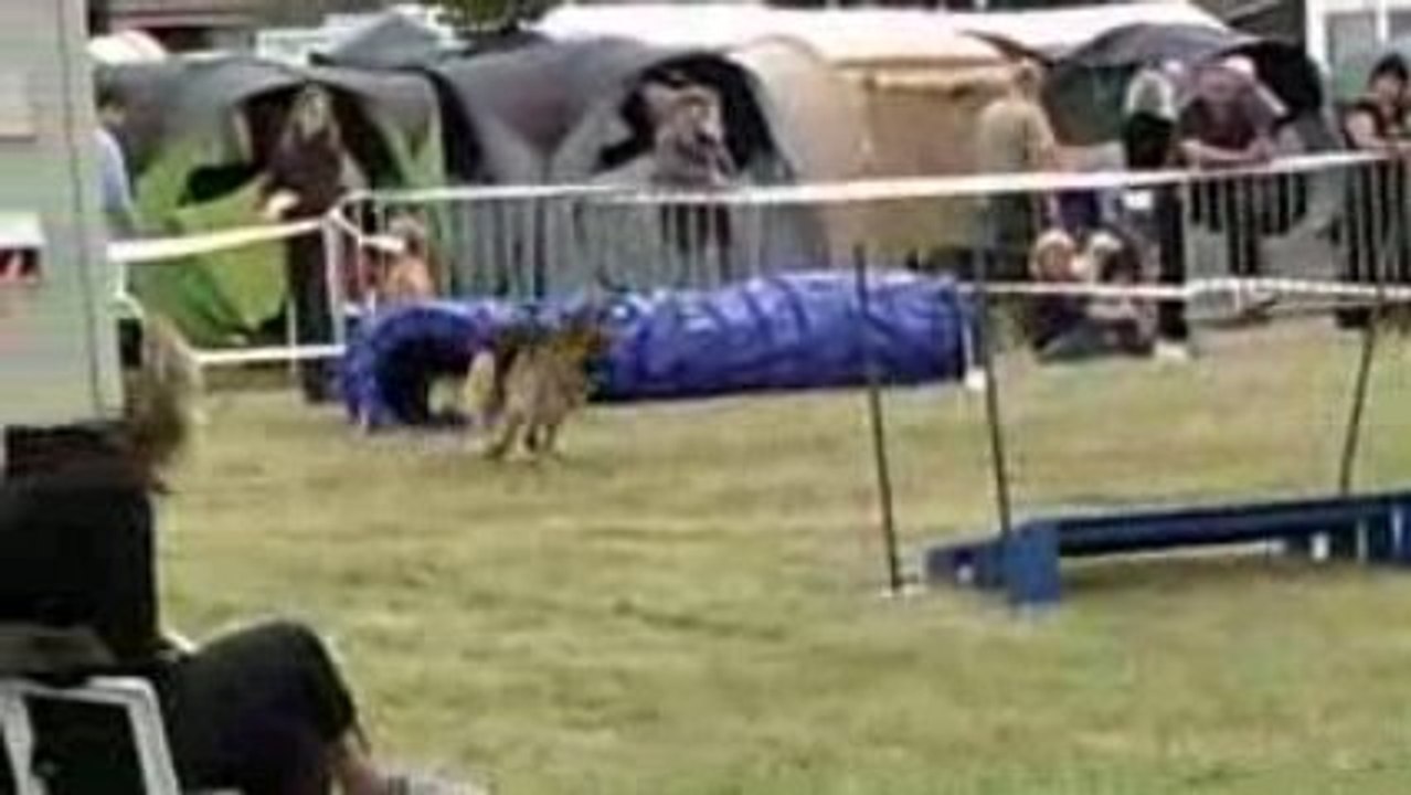 César, concours agility, Bouin 21/06/09, 1°degré, exc 0 faut