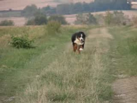 Eylandt bouvier bernois à fond !!