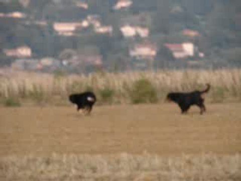Eylandt bouvier bernois à fond !!2