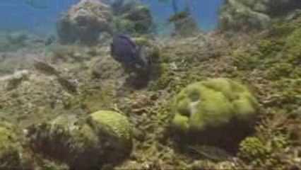 Alexis Diving in Curacao