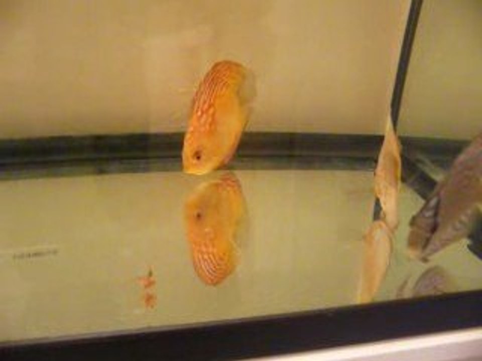 3 petits didis isolés