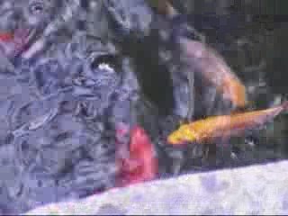 Le 05-09-09 Evolution des alevins