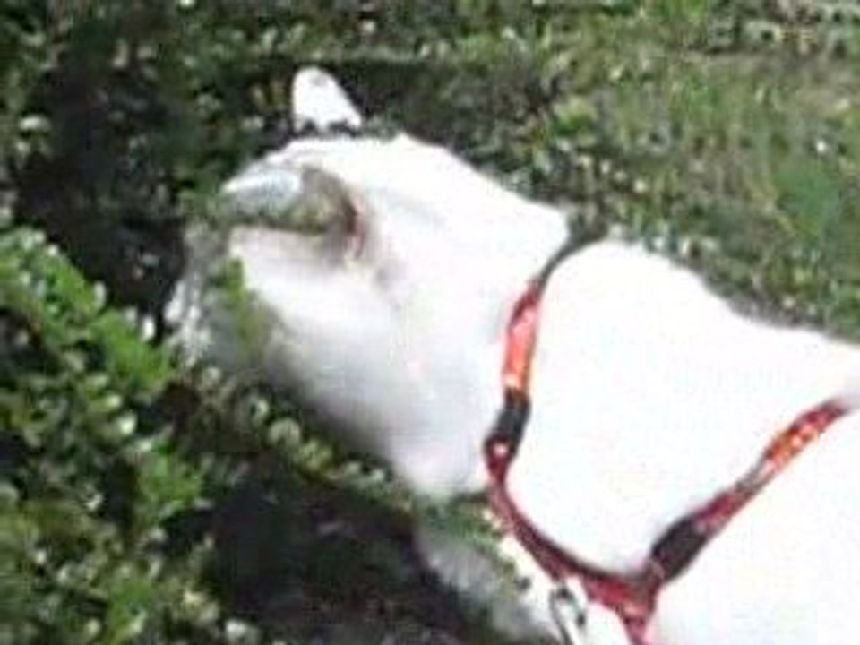 ISIS Vacances en Aveyron (2009)