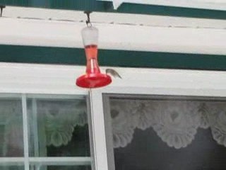 Oiseau-mouche