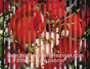 padişah-ibrahim halil pancar