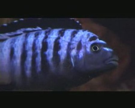 Pseudotropheus Saluosi & Pseudotropheus Flavus