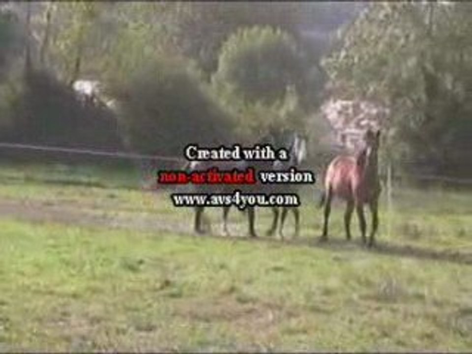 pouliche