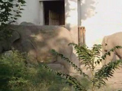 Voyage en Chine part 19 - Zoo de Beijing