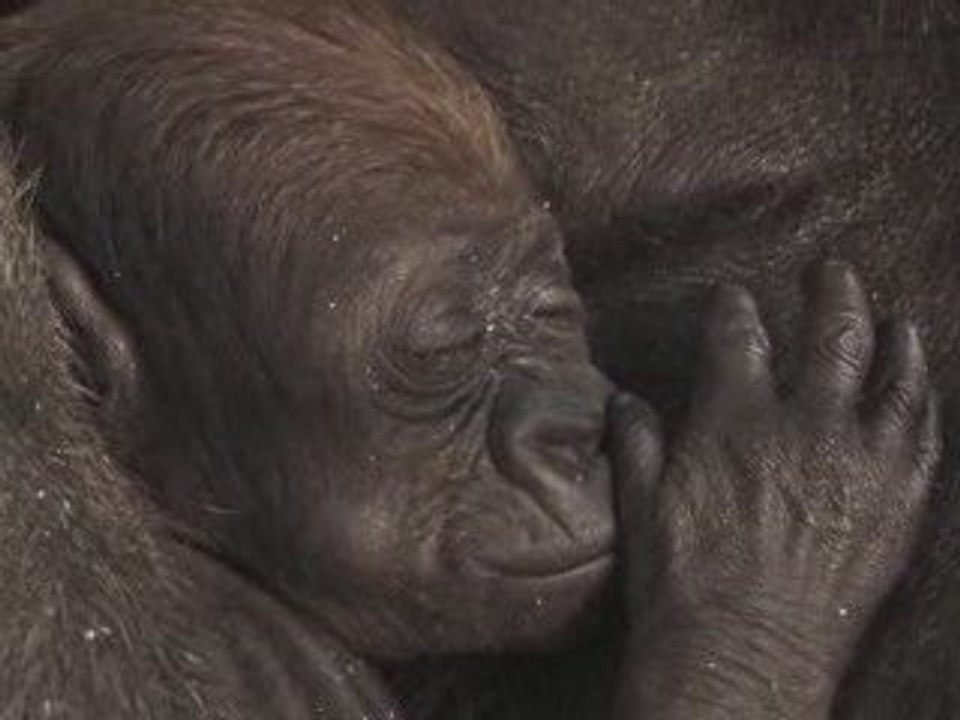 bébé gorille