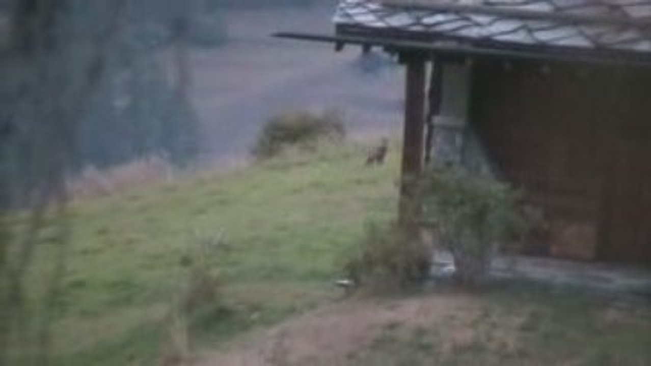 27/08/09 - Val observe des chamois