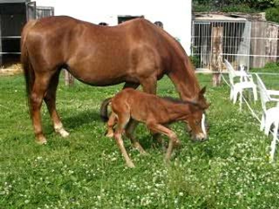poulain 19 juin 06 video 004