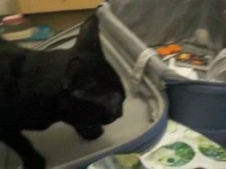 Black sabbat veut partir en vacances