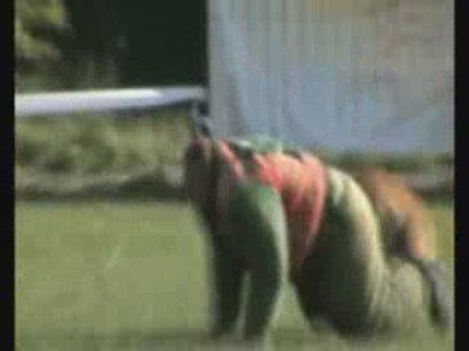 cazan garde au ferme