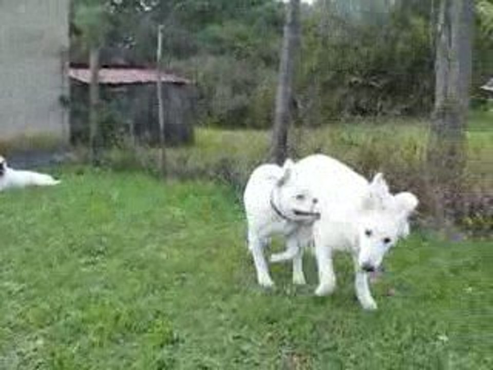 Cayenne Emy et Louna