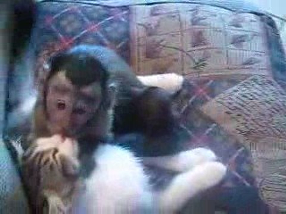L'amour fou entre un singe et un chat