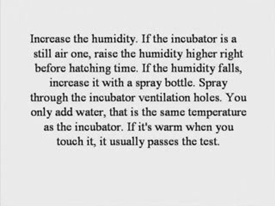 Hatching Turkey Eggs: How to Hatch Turkey Eggs