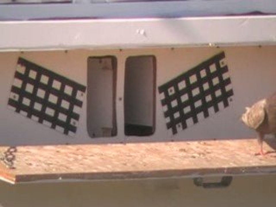 Pigeon Pal's Daily Racing Club 56 Stake Race Special