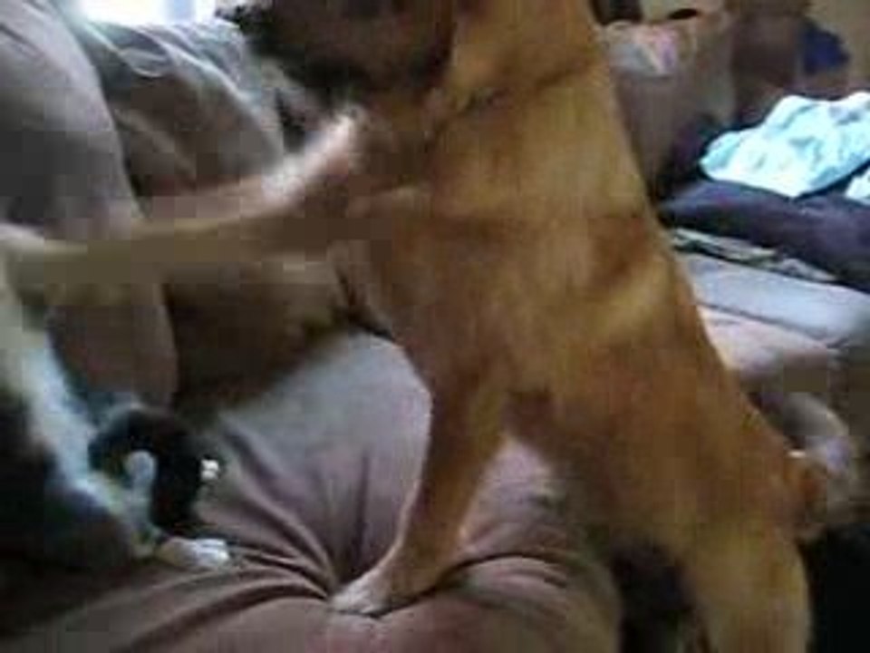 Un chien et un chat font de la boxe