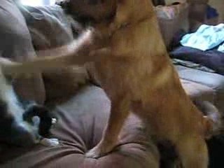 Un chien et un chat font de la boxe