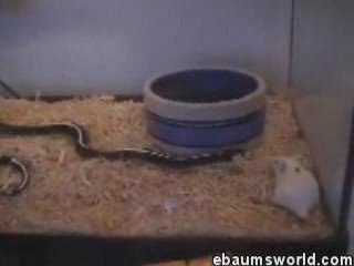 Une souris se la joue Matrix