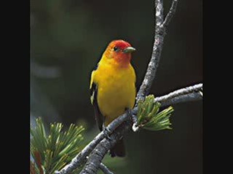 How to Alleviate Panic Attacks 100% Natural Cure for Anxiety