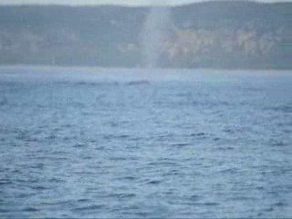 baleines_ouest_france