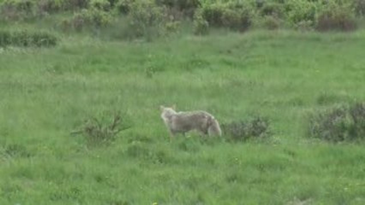 Yellowstone Coyote