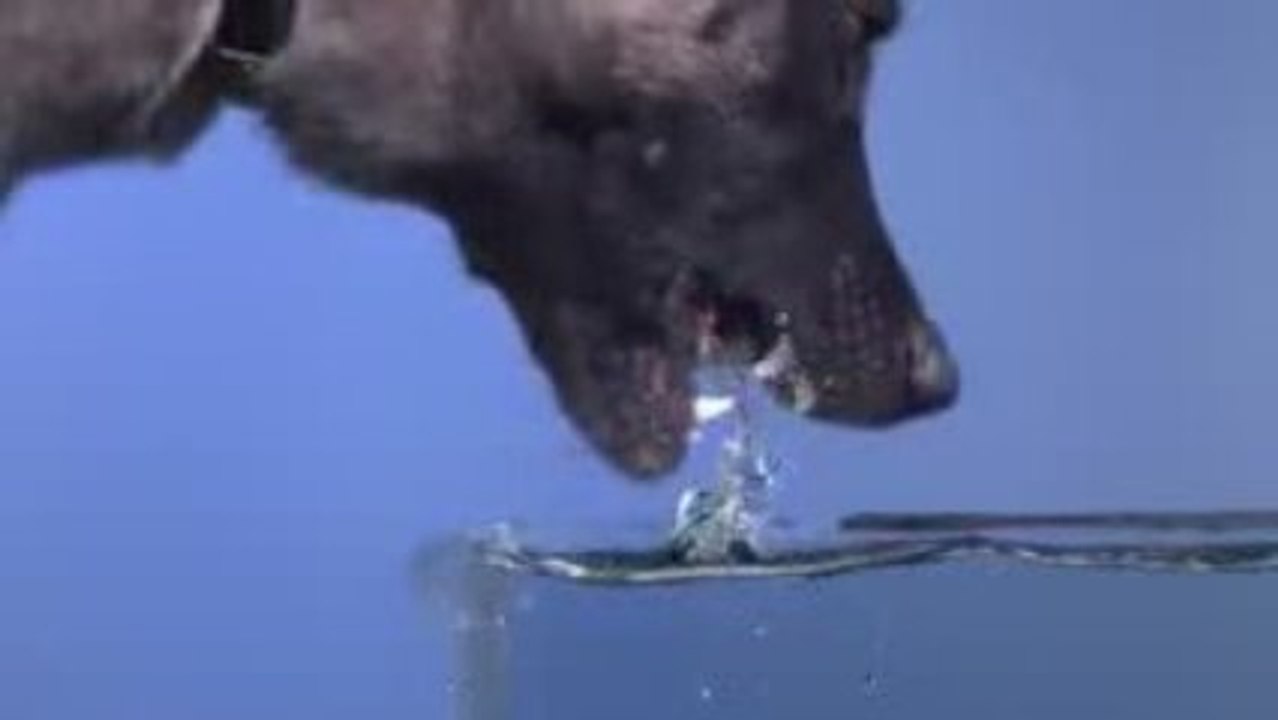 Ağırçekim Köpeğin Su İçmesi