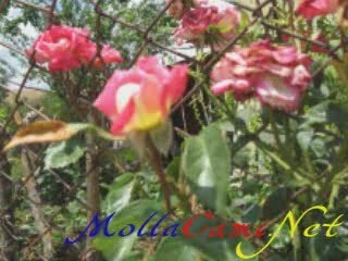 Çocuk İlahileri - Hakikat Bağının Açmış Gülleri