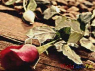 M.Kocacan & R. Kapusuz - Fani Dünya