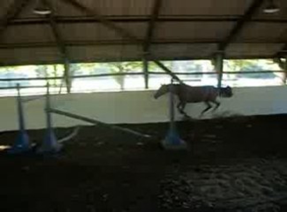 Cerise des Gironnets 1an par Cap Kennedy