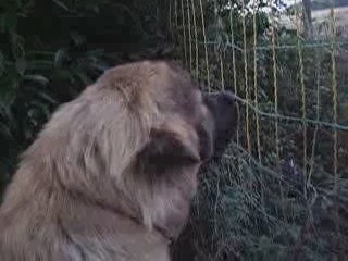 Toujours contre la montgolfière