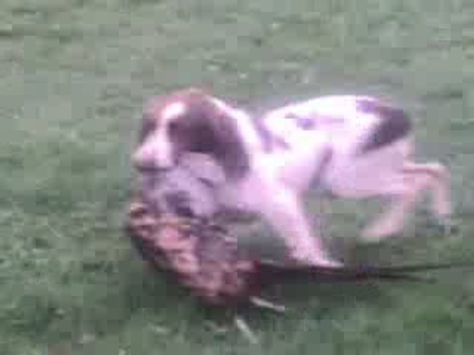 el kien des etangs de dame blanche