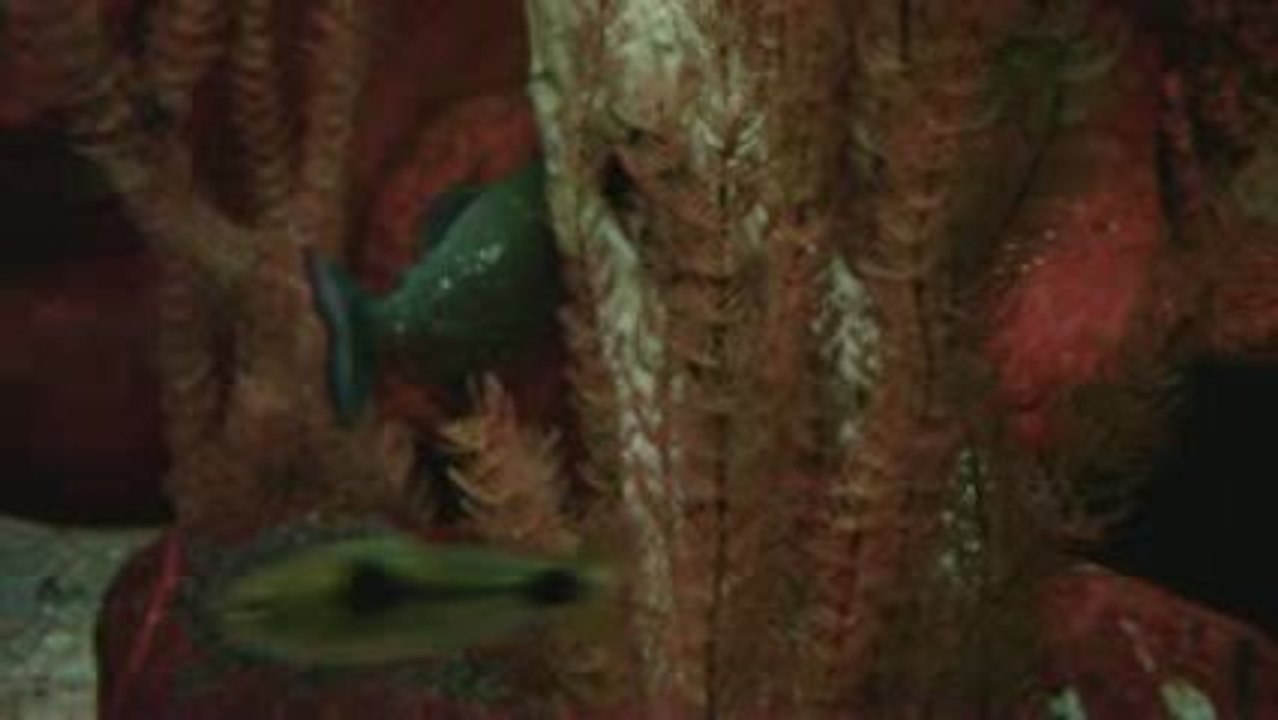 Piraña de panza roja