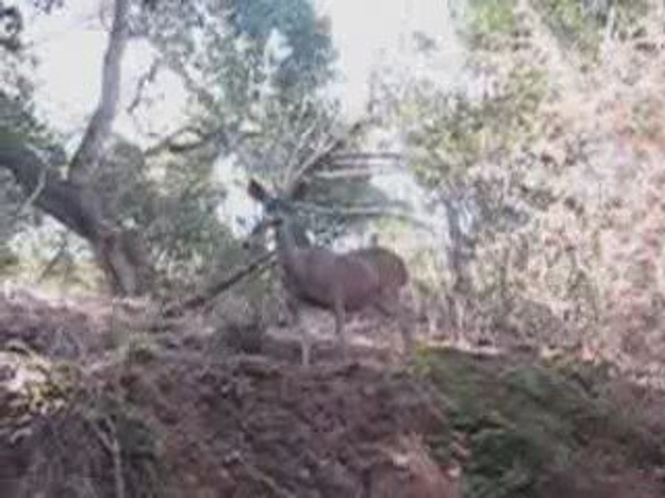 Deer Forgiveness
