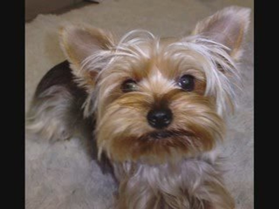 mes chiens yorkshires nains et toys