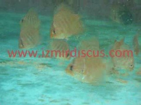 Heckel Croos Yavrular