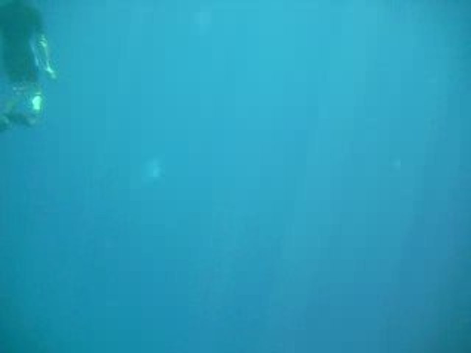les dauphins