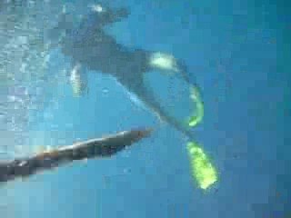 la fuite de la baleine et son baleineau