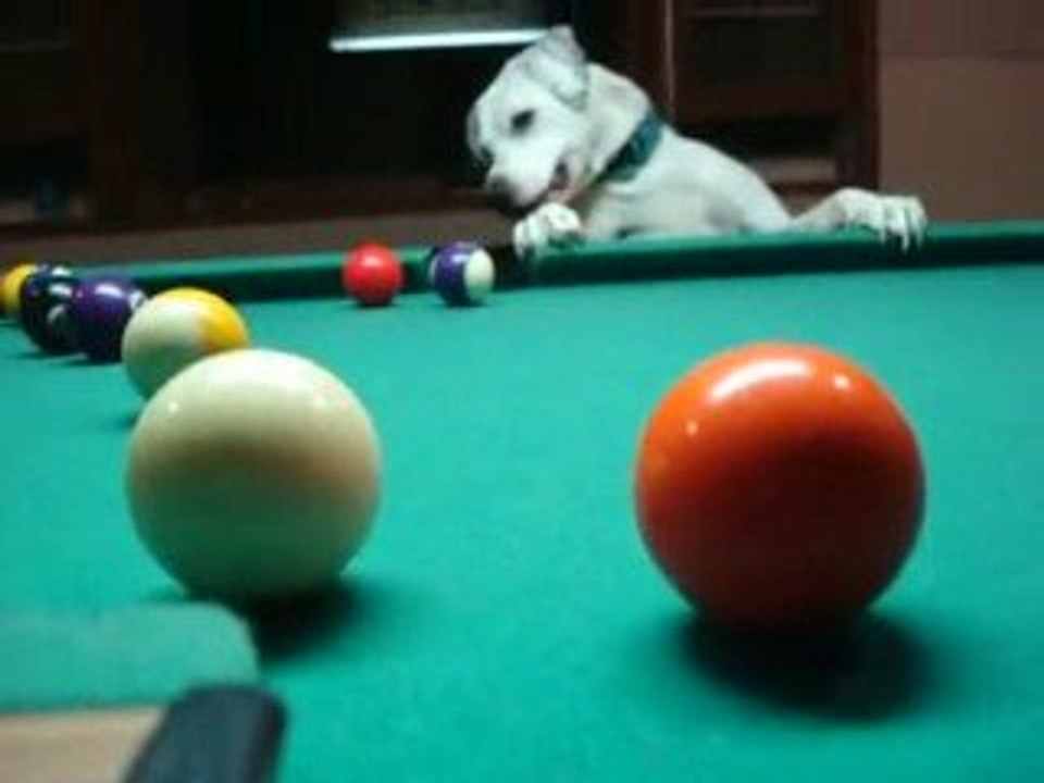 un chien joue au billard